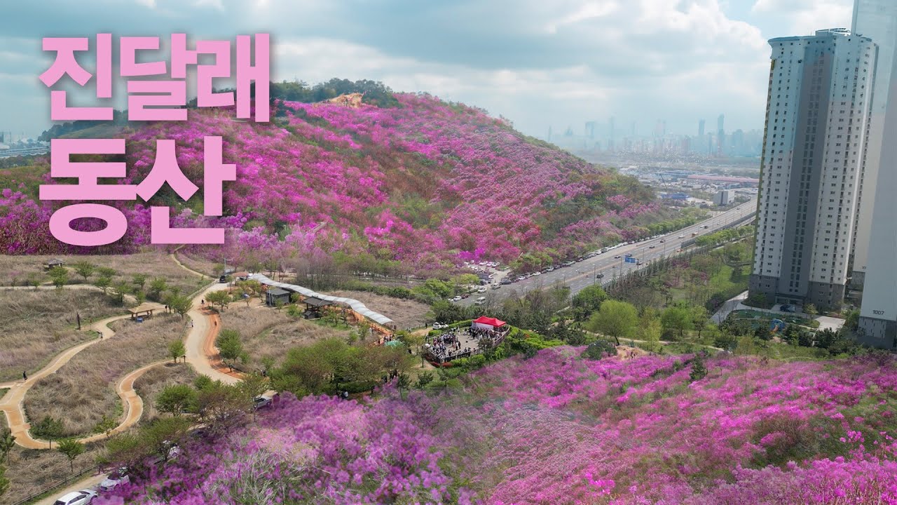 꽁꽁 얼어붙은 연수구 위로 진달래가 피어납니다🌸 사진